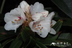 团花杜鹃Rhododendron anthosphaerum