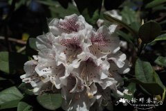 '岩桐花'树形杜鹃Rhododendron arboreum 'Gloxinaeflorum'