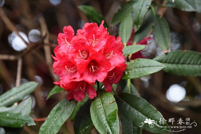 '玫红'树形杜鹃Rhododendron arboreum 'Roseum Morsheadianum'