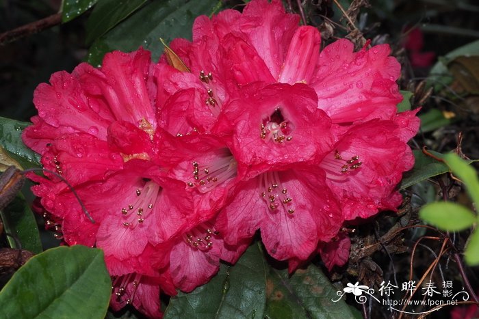 '玫红'树形杜鹃Rhododendron arboreum 'Roseum Morsheadianum'