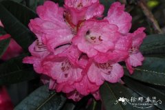 棕色树形杜鹃Rhododendron arboreum subsp. cinnamomeum