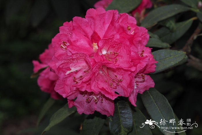 棕色树形杜鹃Rhododendron arboreum subsp. cinnamomeum