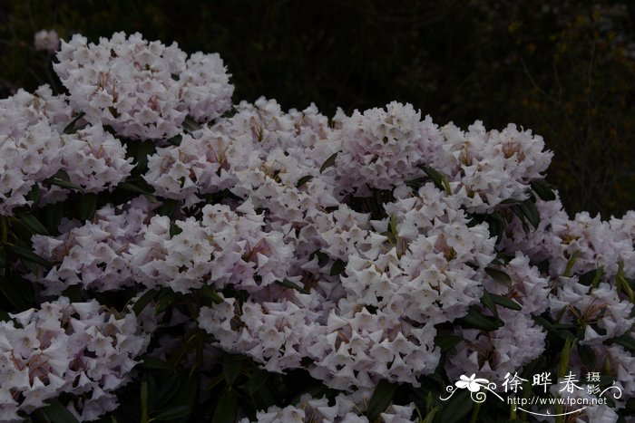 黔东银叶杜鹃Rhododendron argyrophyllum subsp. nankingense