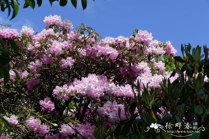 黔东银叶杜鹃Rhododendron argyrophyllum subsp. nankingense