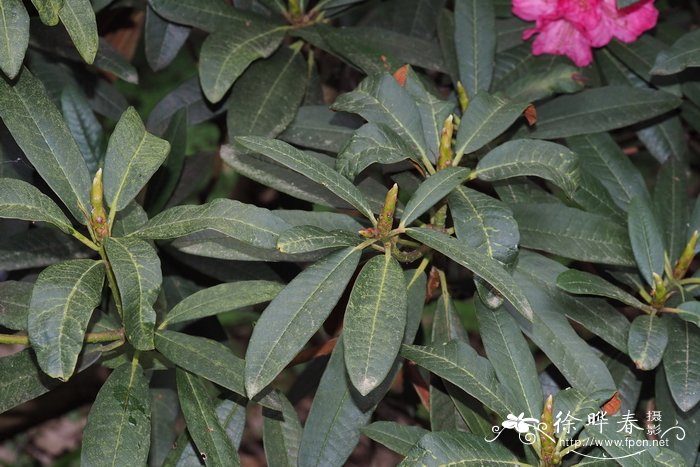 棕色树形杜鹃Rhododendron arboreum subsp. cinnamomeum