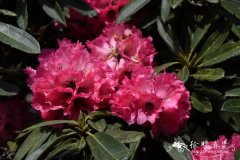 树形杜鹃Rhododendron arboreum