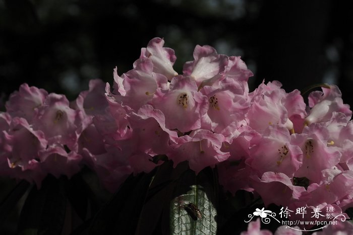 '中国银'黔东银叶杜鹃 Rhododendron argyrophyllum subsp. nanki