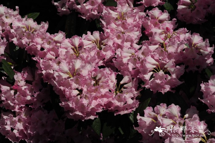 '中国银'黔东银叶杜鹃 Rhododendron argyrophyllum subsp. nanki