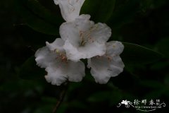 银叶杜鹃Rhododendron argyrophyllum