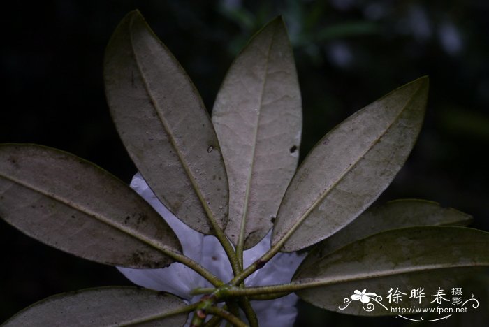 银叶杜鹃Rhododendron argyrophyllum