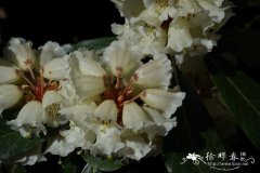 夺目杜鹃Rhododendron arizelum