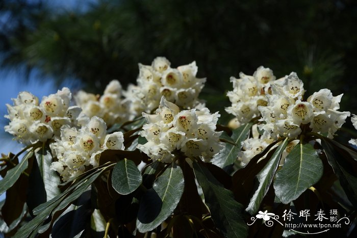 夺目杜鹃Rhododendron arizelum