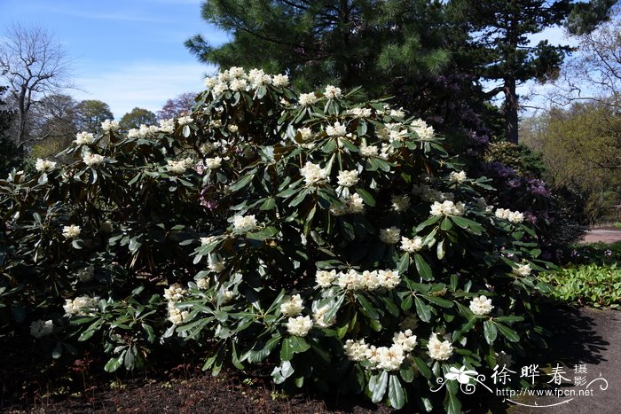 夺目杜鹃Rhododendron arizelum