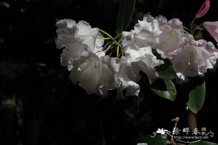 硬刺杜鹃Rhododendron barbatum