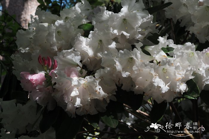 硬刺杜鹃Rhododendron barbatum