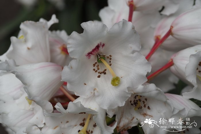 尖叶美容杜鹃Rhododendron calophytum var. openshawianum