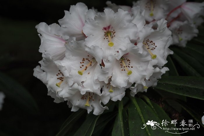 尖叶美容杜鹃Rhododendron calophytum var. openshawianum