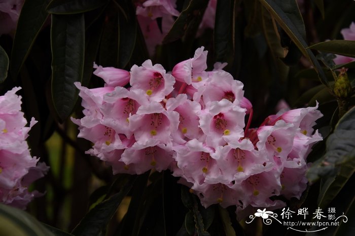 美容杜鹃Rhododendron calophytum