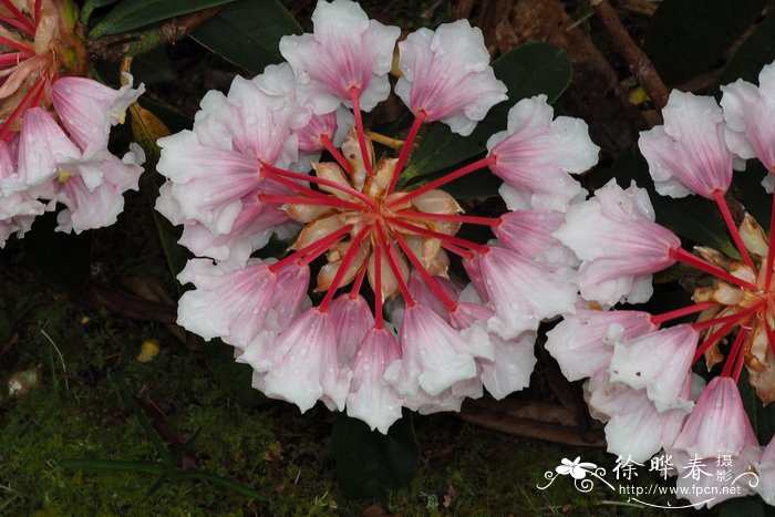 美容杜鹃Rhododendron calophytum