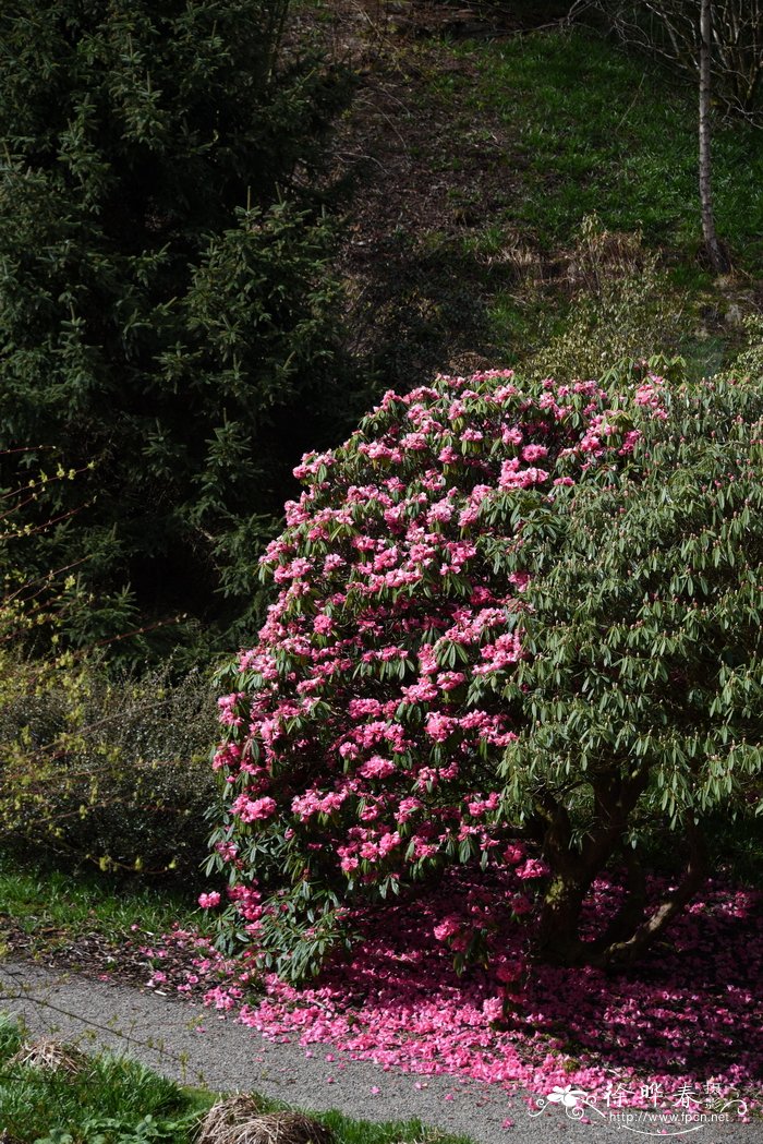 美容杜鹃Rhododendron calophytum