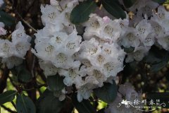 钟花杜鹃Rhododendron campanulatum