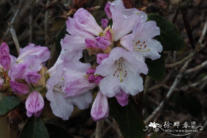 钟花杜鹃Rhododendron campanulatum