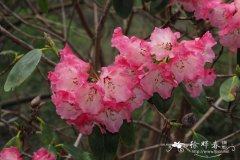 樱花杜鹃Rhododendron cerasinum