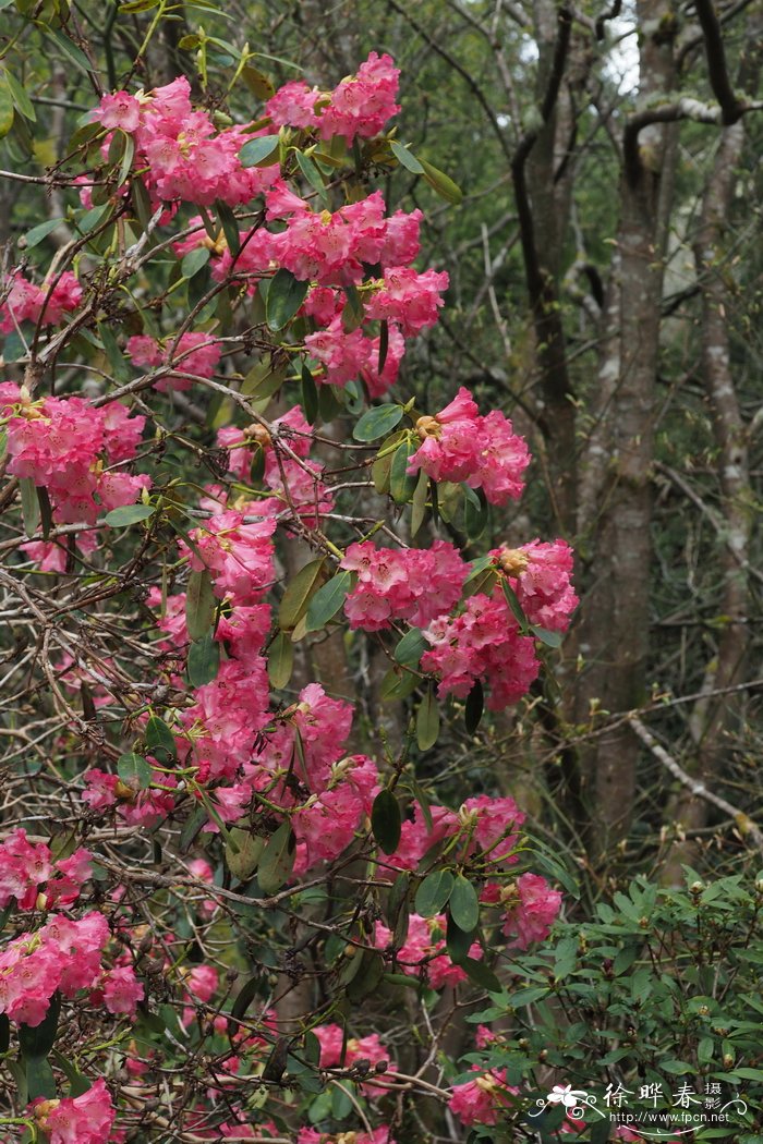 樱花杜鹃Rhododendron cerasinum