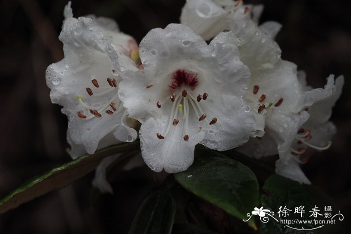 长粗毛杜鹃Rhododendron crinigerum