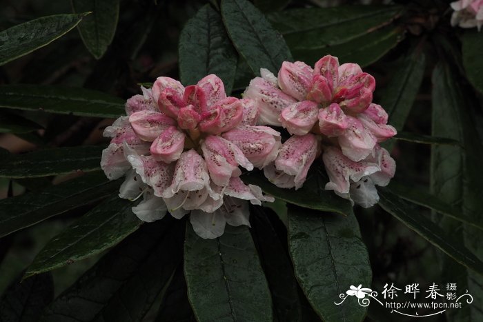 长粗毛杜鹃Rhododendron crinigerum