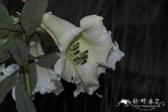 长药杜鹃Rhododendron dalhousiae