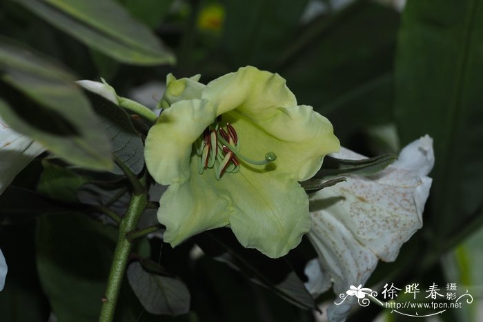 长药杜鹃Rhododendron dalhousiae