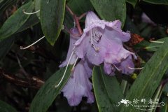 腺果杜鹃Rhododendron davidii