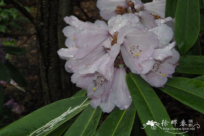 腺果杜鹃Rhododendron davidii