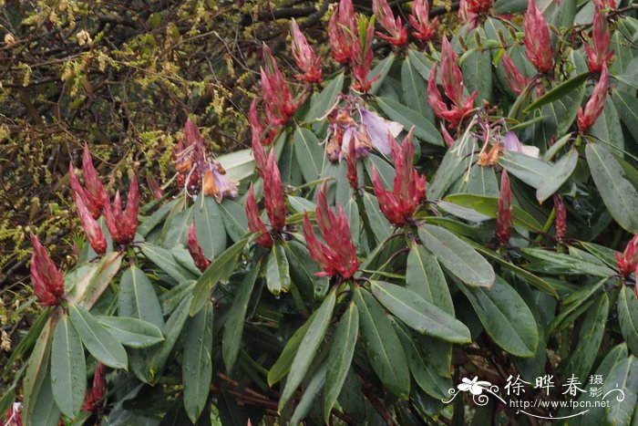 腺果杜鹃Rhododendron davidii