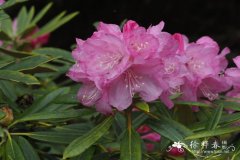 Rhododendron degronianum subsp. heptamerum