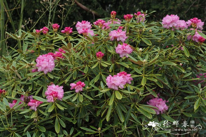 Rhododendron degronianum subsp. heptamerum