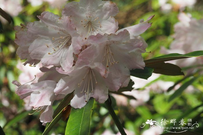 德荣杜鹃 Rhododendron degronianum