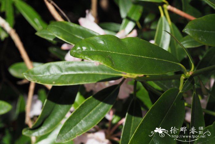 德荣杜鹃 Rhododendron degronianum