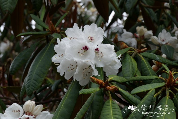 乳黄叶杜鹃Rhododendron galactinum