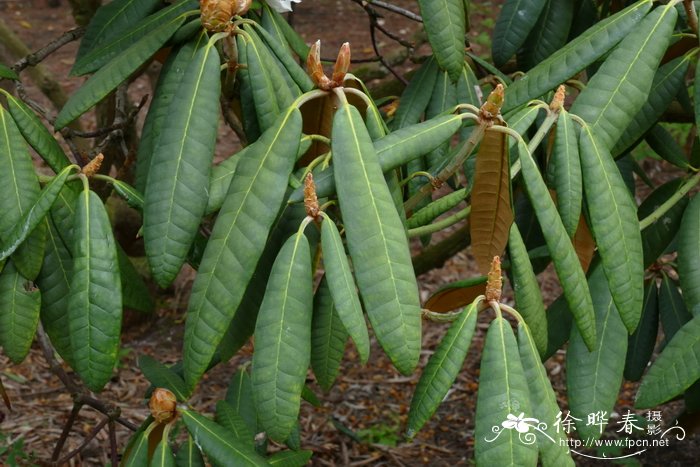 乳黄叶杜鹃Rhododendron galactinum