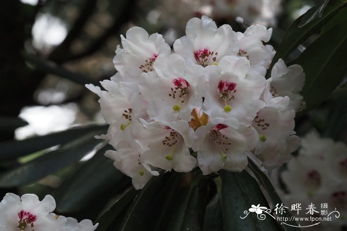 Rhododendron geraldii