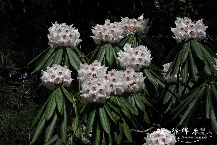 Rhododendron geraldii