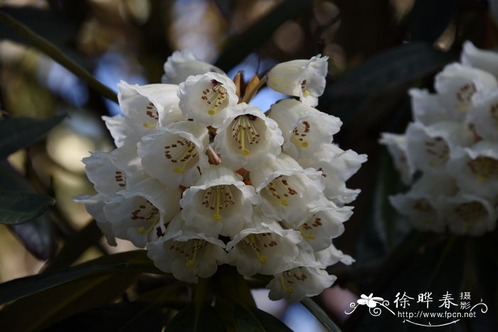 巨魁杜鹃Rhododendron grande