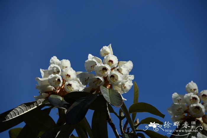 巨魁杜鹃Rhododendron grande