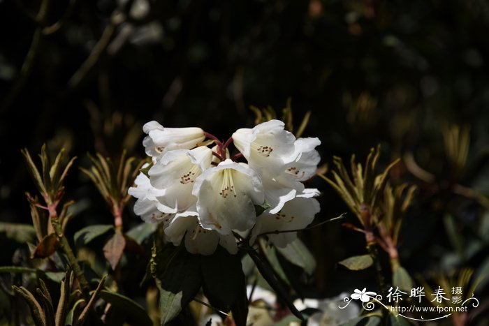 粗毛杜鹃Rhododendron habrotrichum