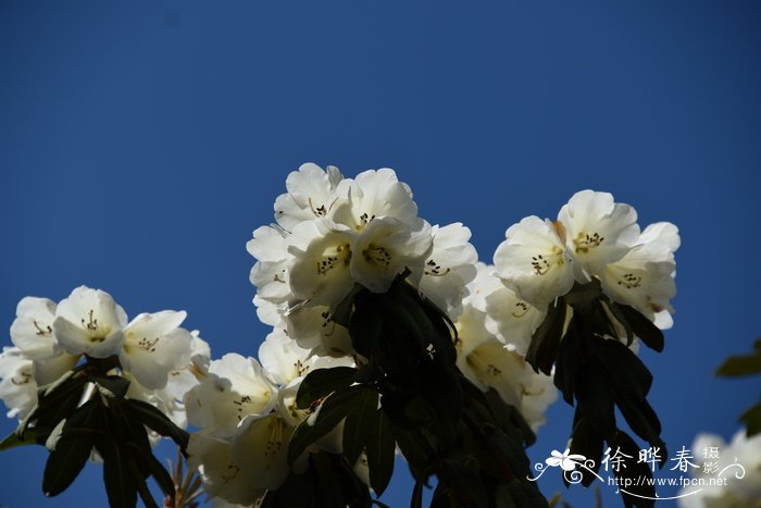 粗毛杜鹃Rhododendron habrotrichum