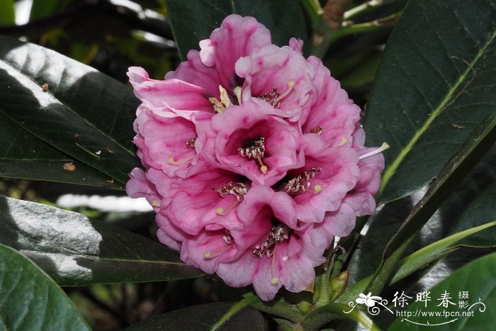 多裂杜鹃Rhododendron hodgsonii