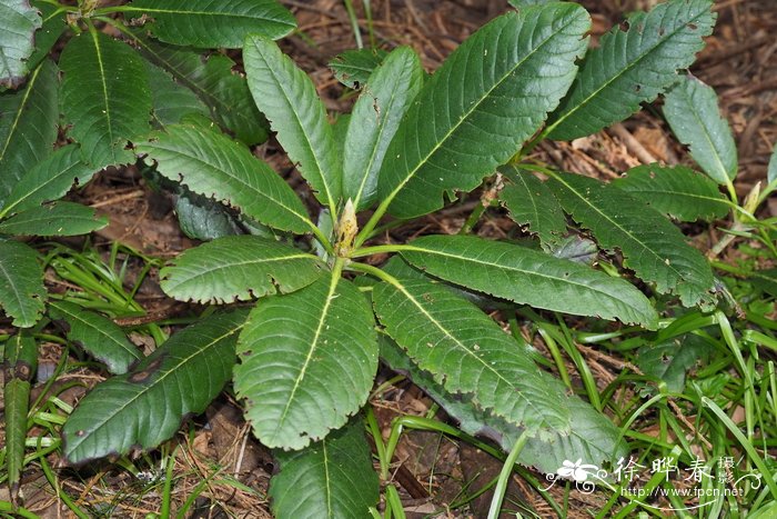 多裂杜鹃Rhododendron hodgsonii