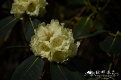 乳黄杜鹃Rhododendron lacteum